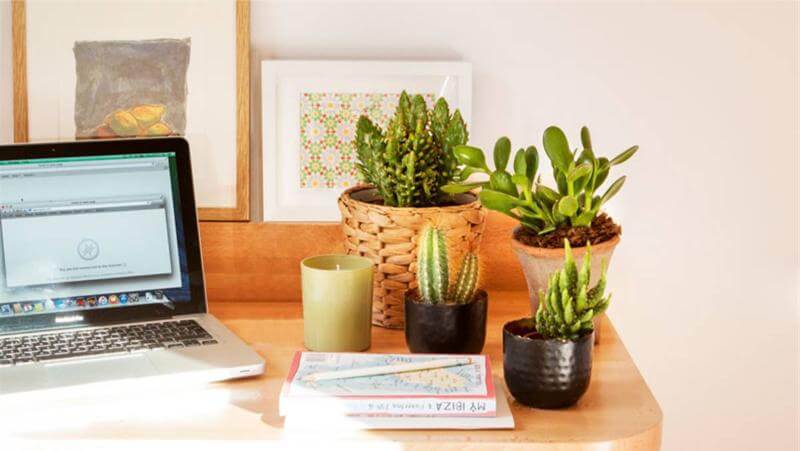 Planta de interior decorando un espacio de trabajo en casa